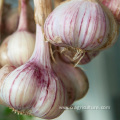 Export 5.5cm Dried Red Garlic Price